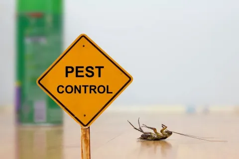 Affordable Eco-Friendly Pest Control: Safe and Natural Solutions for Your Home